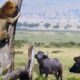 Lion Vs Dragon Komodo And Buffalo - Wild Animal Fighting