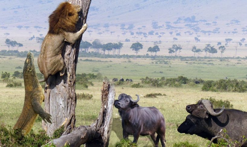 Lion Vs Dragon Komodo And Buffalo - Wild Animal Fighting