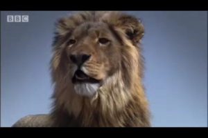 Lion fight! - Pride - BBC animal drama