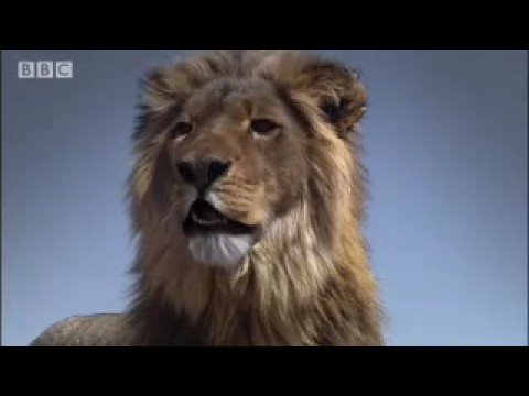 Lion fight! - Pride - BBC animal drama