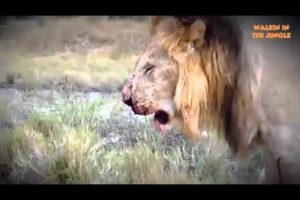 Lion vs Lion Real Fight - Fight King Jungle - Animal Fight