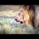 Lion vs Lion Real Fight - Fight King Jungle - Animal Fight