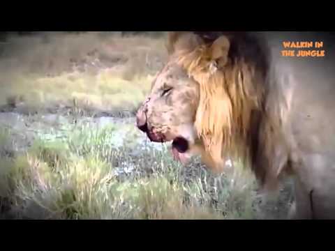 Lion vs Lion Real Fight - Fight King Jungle - Animal Fight