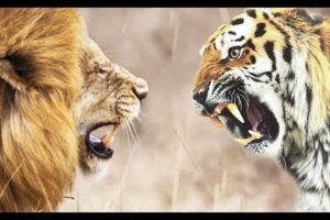 Lion vs Tiger Real Fight One Will Die [ Documentary ]