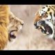 Lion vs Tiger Real Fight One Will Die [ Documentary ]