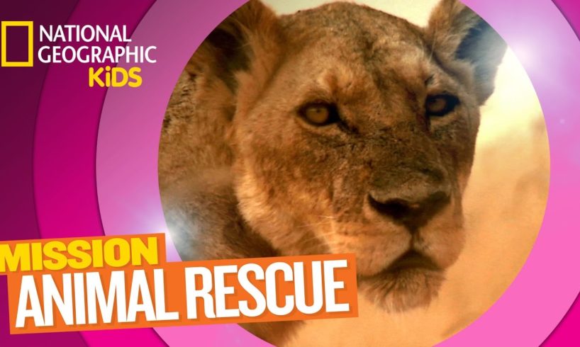 Lions and How to Save Them 🦁 | MISSION ANIMAL RESCUE