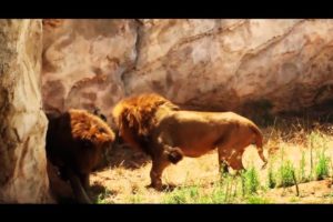 Lions battle: Angry Lion launch a brutal attach on other lions