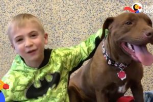 Little Boy Has Saved HUNDREDS Of Shelter Dogs | The Dodo Heroes