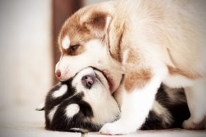 Little Cute Puppies Fighting Compilation - Cute Video