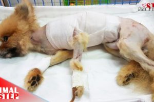 Little Dog rescued from Horrific Injured and back to an Adorable Family
