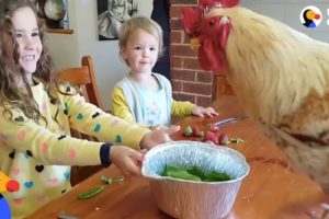 Little Girls Love Taking Care Of All Their Farm Animals | The Dodo