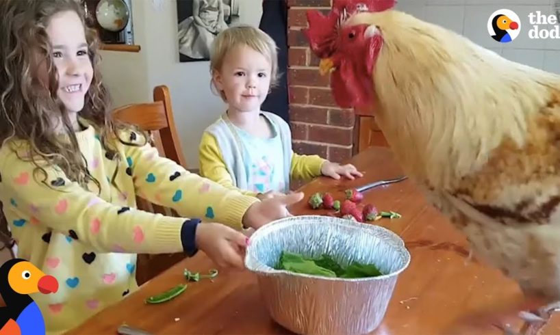 Little Girls Love Taking Care Of All Their Farm Animals | The Dodo