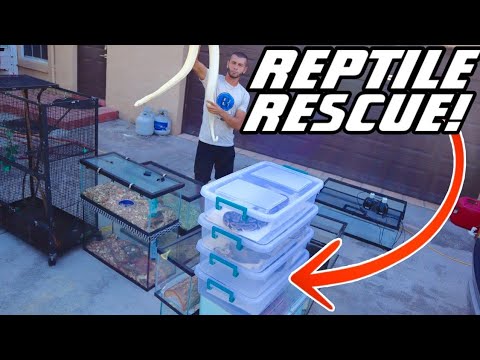 MASSIVE REPTILE RESCUE!! WHAT did we SAVE?!