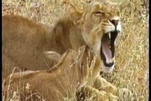 MUST WATCH: A Lioness Adopts a baby antelope. A short documentary that will open your eyes.