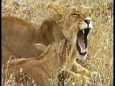 MUST WATCH: A Lioness Adopts a baby antelope. A short documentary that will open your eyes.