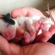 [MUST ★ SEE] Four Cute Puppies || 1 Day Old || Just Born