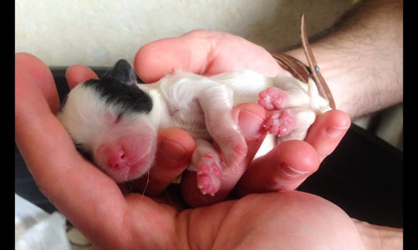 [MUST ★ SEE] Four Cute Puppies || 1 Day Old || Just Born