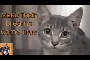 Make Their Dreams Come True:  Adopt a Pet from a Shelter Near You!