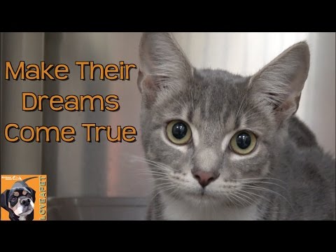 Make Their Dreams Come True: Adopt a Pet from a Shelter Near You!
