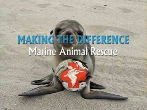 Making The Difference - Marine Animal Rescue