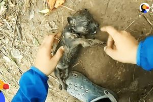 Man Gives Drowning Puppy CPR | The Dodo