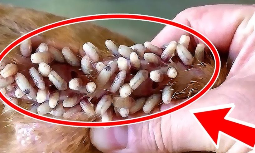 Mangoworms!! Dog Mangoworms Removal Compilation 2019 - Dog Rescue Maggots Removal