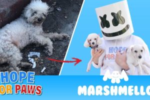 Marshmello ft. Hope For Paws - HAPPIER together compilation.