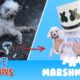 Marshmello ft. Hope For Paws - HAPPIER together compilation.