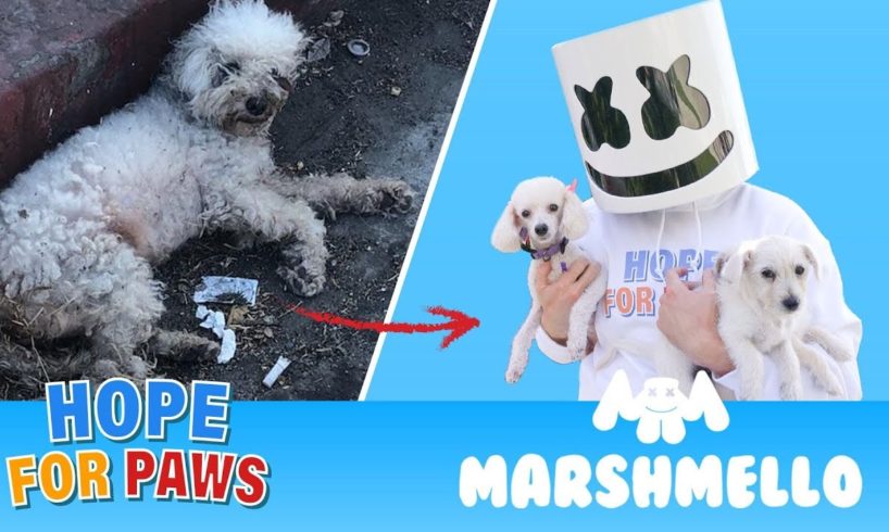 Marshmello ft. Hope For Paws - HAPPIER together compilation.
