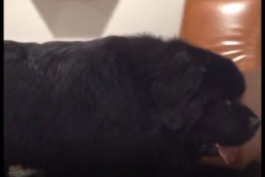 Massive Newfoundland thinks he's a lap dog