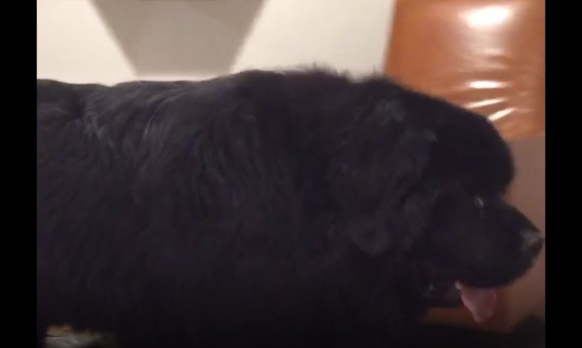 Massive Newfoundland thinks he's a lap dog