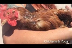 Meet Joy - Rescue Hen - Chicken Rescue - Animal Welfare Videos- Blind Chicken  | Chickens & Yoga