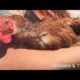 Meet Joy - Rescue Hen - Chicken Rescue - Animal Welfare Videos- Blind Chicken  | Chickens & Yoga