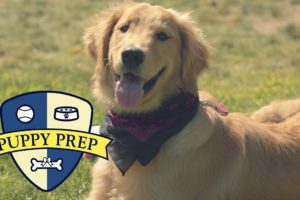 Meet The Puppies Training To Be Service Dogs