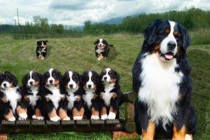 Mom Bernese Mountain Dog Giving Birth To Many Cute Puppies- Life Of Dog Breed