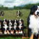 Mom Bernese Mountain Dog Giving Birth To Many Cute Puppies- Life Of Dog Breed