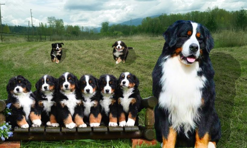 Mom Bernese Mountain Dog Giving Birth To Many Cute Puppies- Life Of Dog Breed