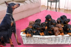 Mom Doberman Pinscher Dog Giving Birth To Many Cute Puppies- Life Of Dog Breed