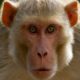 Monkey: Animals for Children Kids Videos Kindergarten Preschool Learning Toddlers Sounds Songs Zoo