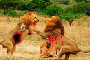 Most AMAZING and BRUTAL Wild animals fights EVER! Craziest animals attacks Caught on camera 2016