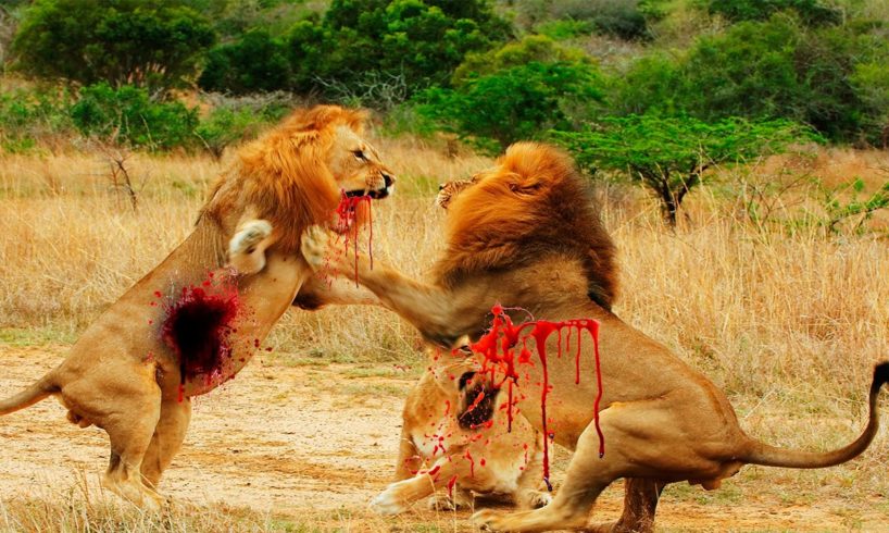 Most AMAZING and BRUTAL Wild animals fights EVER! Craziest animals attacks Caught on camera 2016