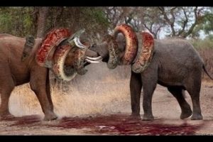 Most Amazing Wild Animal Attacks  - Craziest Animal Fights Caught On Camera - Animals Attack