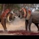 Most Amazing Wild Animal Attacks  - Craziest Animal Fights Caught On Camera - Animals Attack