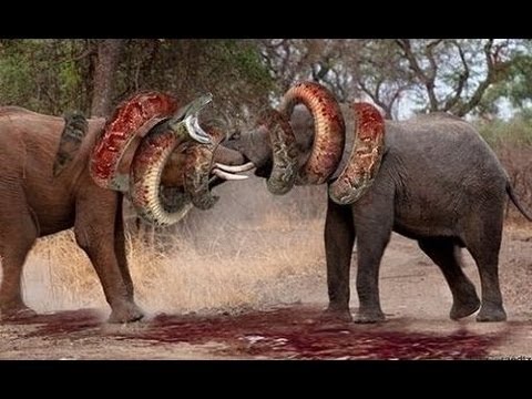 Most Amazing Wild Animal Attacks  - Craziest Animal Fights Caught On Camera - Animals Attack