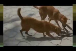 Most Amazing Wild Animal Attacks Dog vs Snake  - Craziest Animal Fights