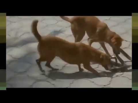 Most Amazing Wild Animal Attacks Dog vs Snake - Craziest Animal Fights