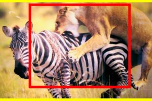Most Amazing Wild Animal Fights || Animal Fights Lion Deer Zebra Cheetah