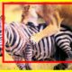 Most Amazing Wild Animal Fights || Animal Fights Lion Deer Zebra Cheetah