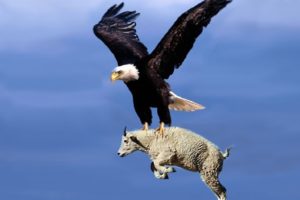Most Deadly EAGLES Attacks 2019 - Golden Eagle vs Goat, Hawk vs RattleSnake, Eagle vs Monkey