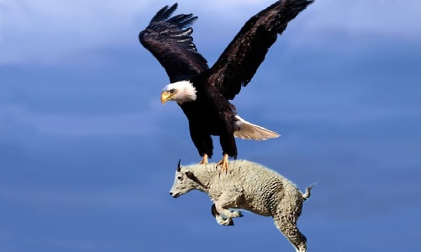 Most Deadly EAGLES Attacks 2019 - Golden Eagle vs Goat, Hawk vs RattleSnake, Eagle vs Monkey